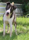 adoptable Dog in , MS named Raymond