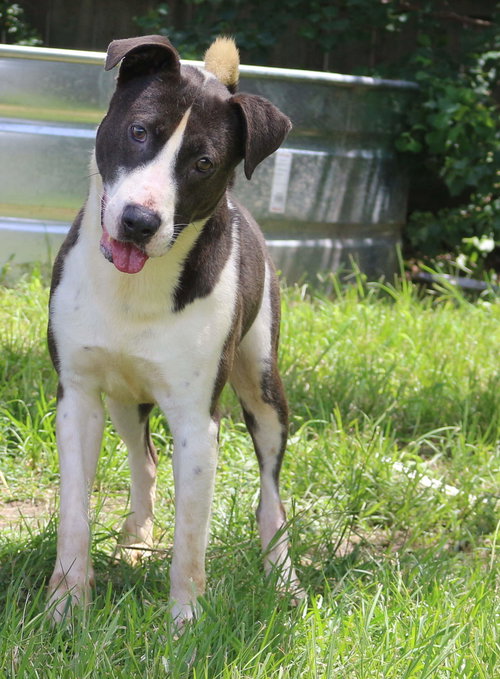 RAYMOND - Unknown available for adoption