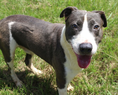 RAYMOND - Unknown available for adoption
