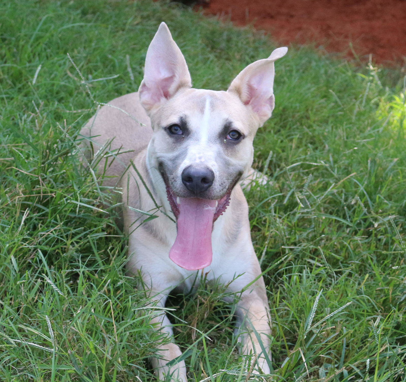 adoptable Dog in Jackson, MS named Benji