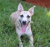 adoptable Dog in jackson, MS named Benji