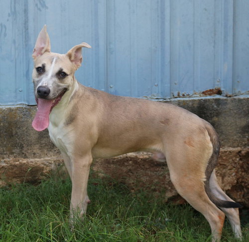 BENJI - Unknown available for adoption