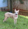 Benji - Photo 3