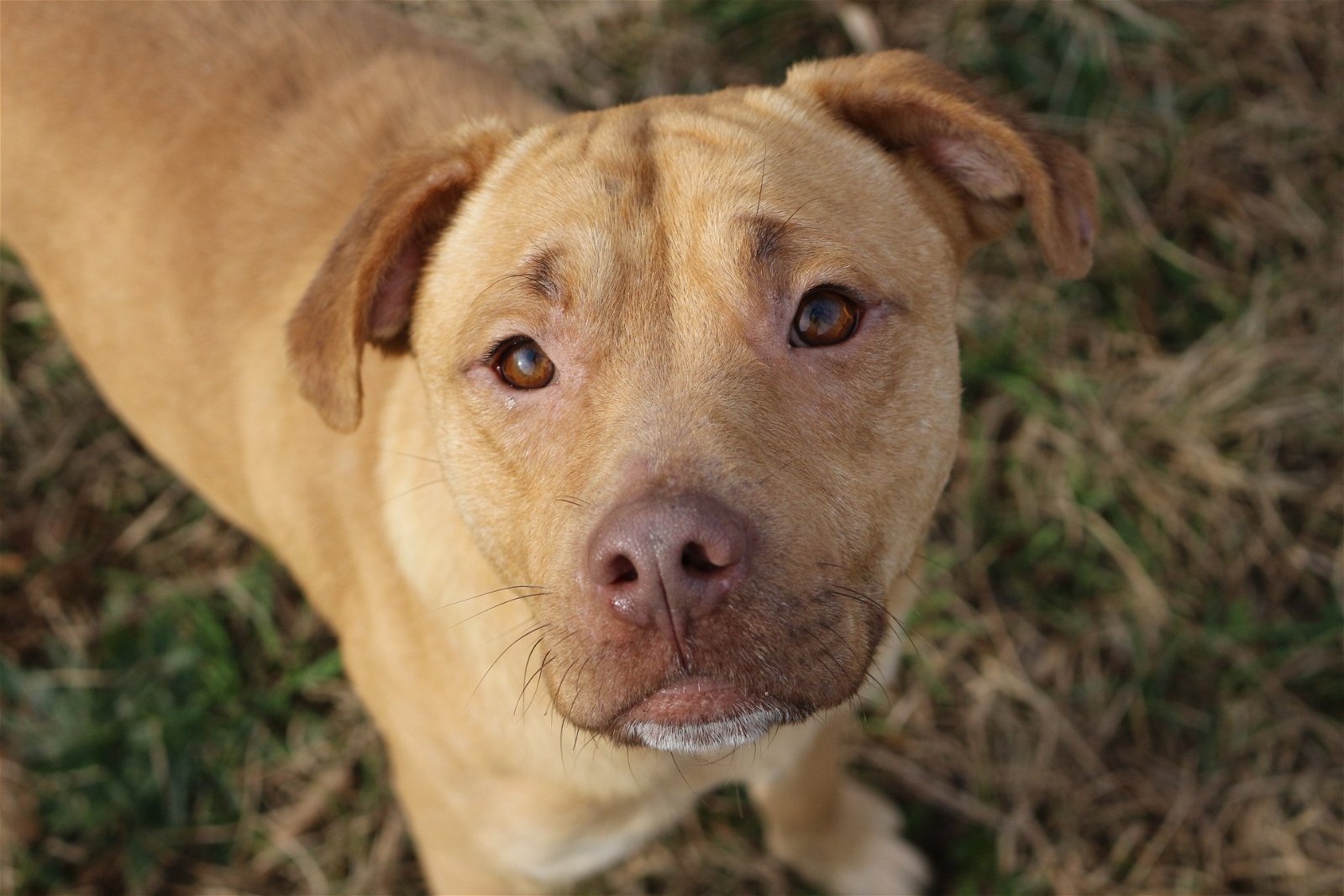 adoptable Dog in Jackson, MS named Highway