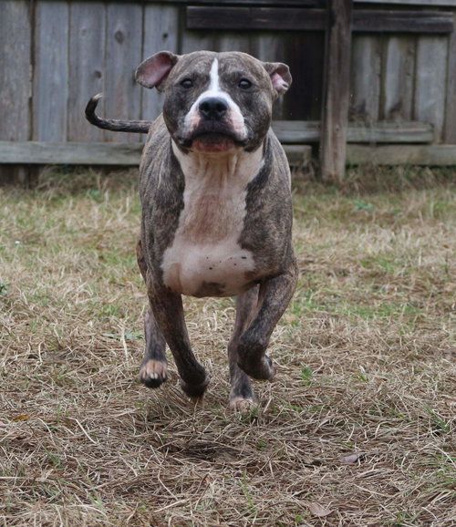 JAKE MCCLEOD - American Bulldog available for adoption