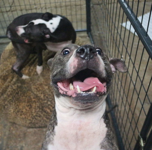JAKE MCCLEOD - American Bulldog available for adoption