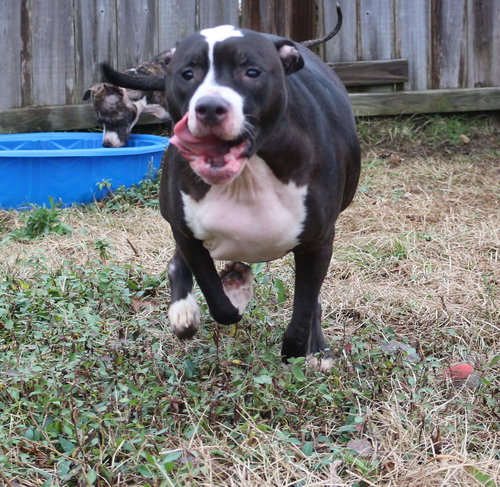 picture of the dog needing adoption
