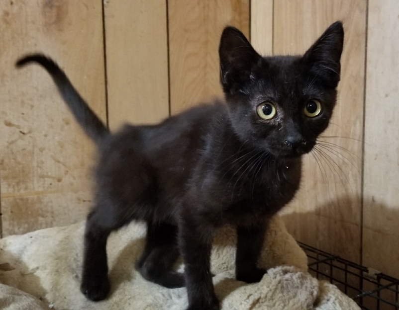 adoptable Cat in Jackson, MS named Ruth