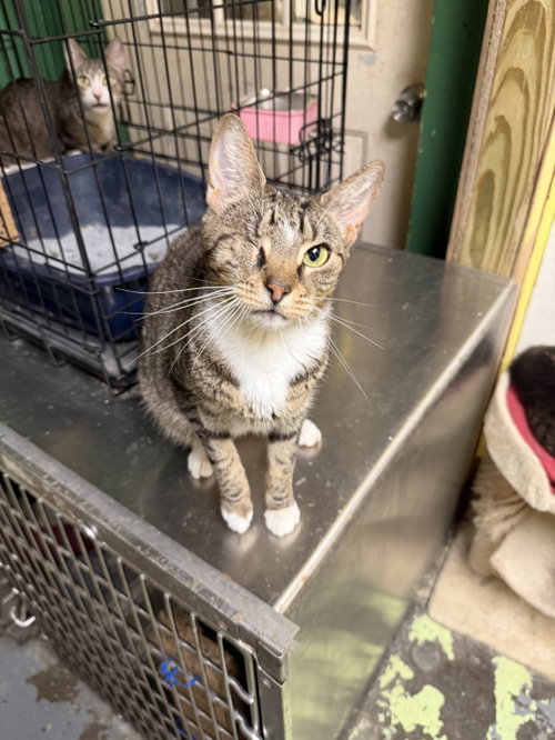 JIM BOB - Domestic Short Hair for adoption in Jackson