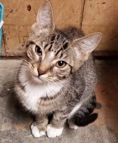 JIM BOB - Domestic Short Hair available for adoption