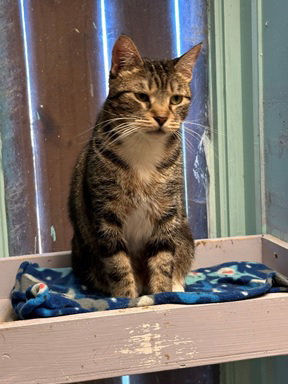 SHIRLEY - Domestic Short Hair available for adoption