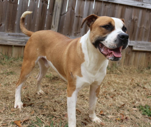 SULLY - Mastiff / Boxer available for adoption