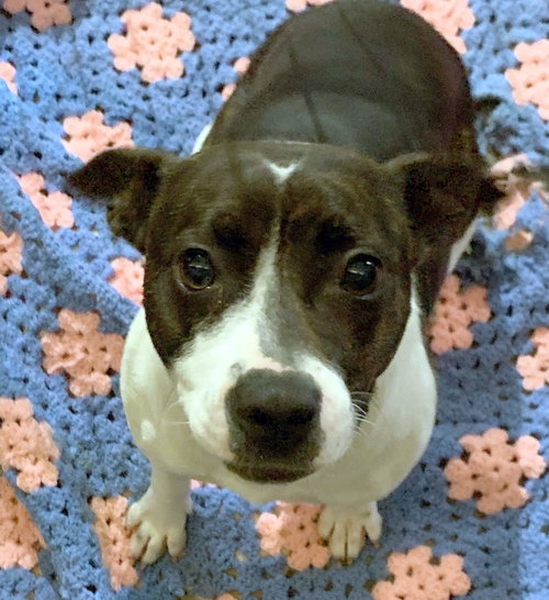 MINNIE MOUSE - Feist available for adoption