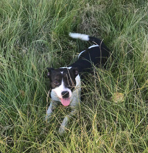 MINNIE MOUSE - Feist available for adoption