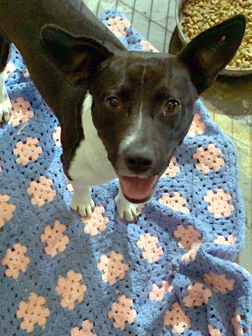 MICKEY MOUSE - Feist available for adoption