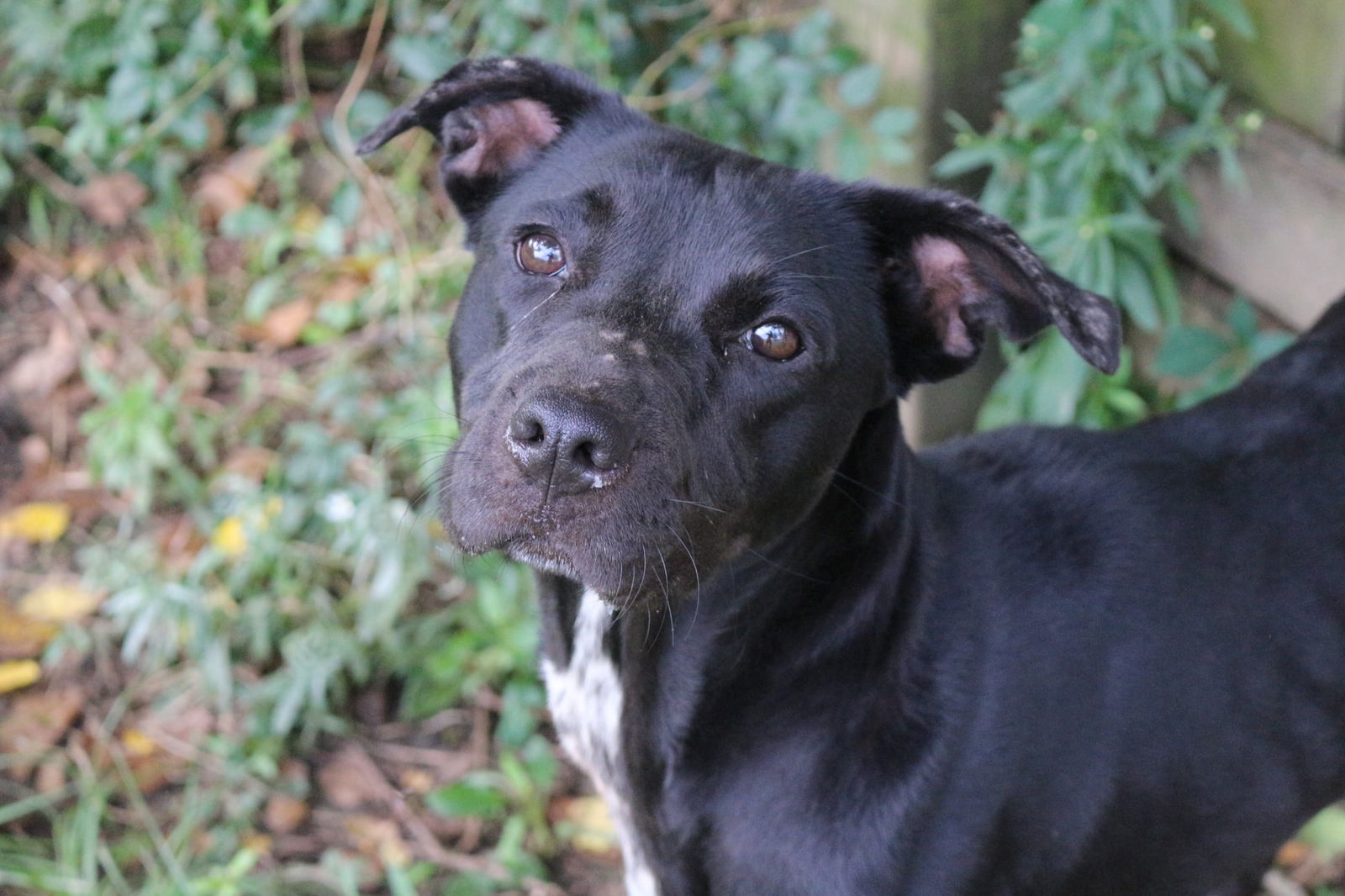 adoptable Dog in Jackson, MS named Loretta