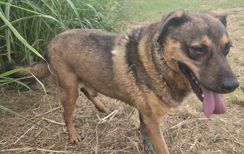 JETSON - German Shepherd Dog available for adoption