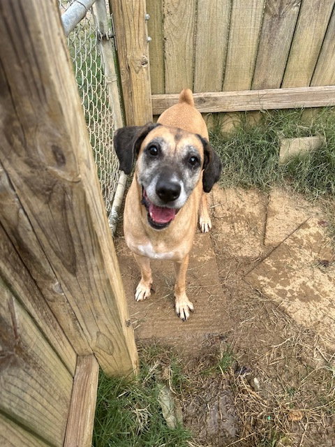KIMMIE - Boxer available for adoption