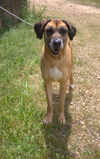 adoptable Dog in , MS named Kimmie