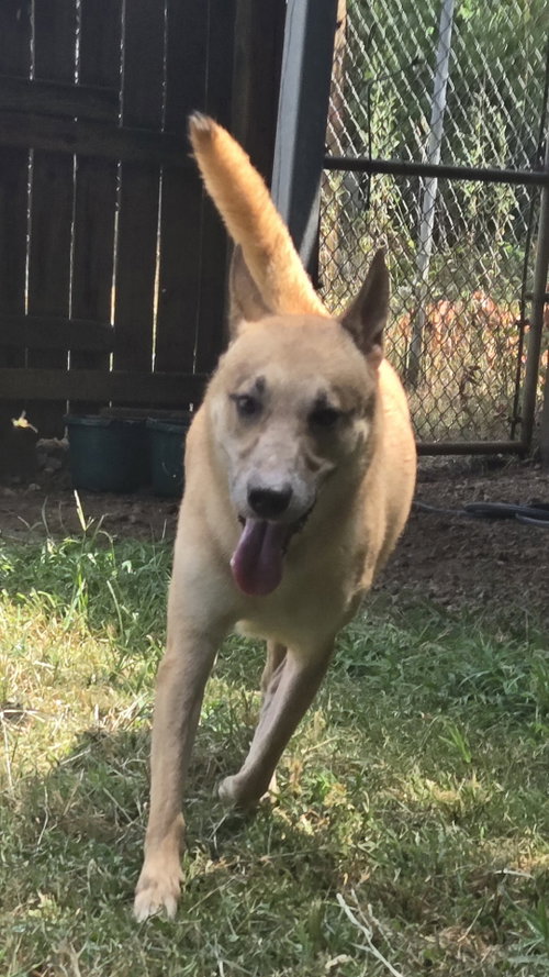 Macaroon, a dog for adoption from Animal Rescue Fund of MS