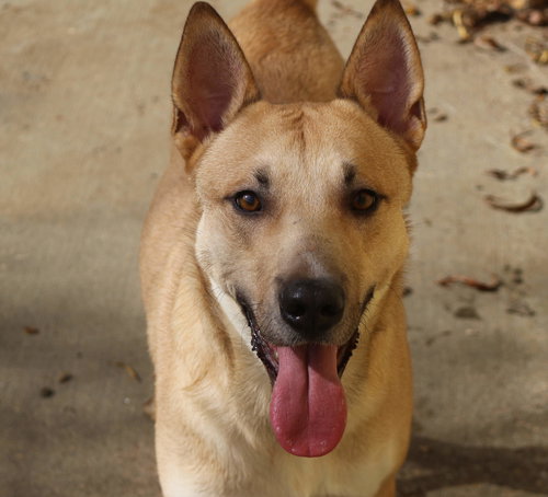 MACAROON - Unknown available for adoption