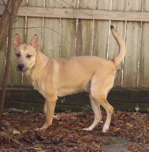 MACAROON - Unknown available for adoption