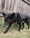 Bullwinkle - Photo 2