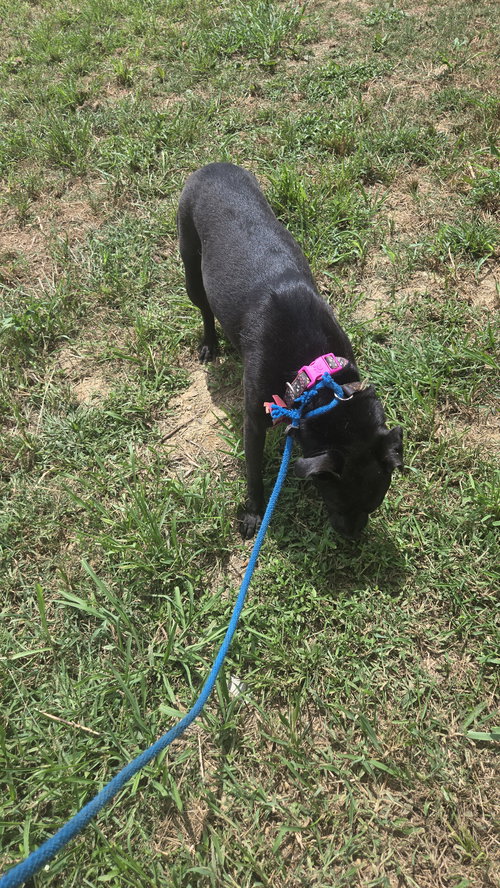 ANNABELLE - Labrador Retriever available for adoption