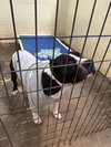 Sampson - Photo 3