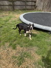 Sampson - Photo 1