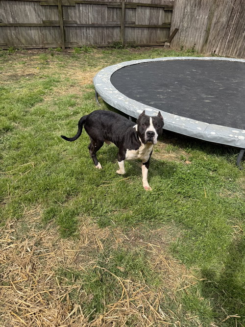 Sampson, an adoptable American Staffordshire Terrier in Jackson, MS