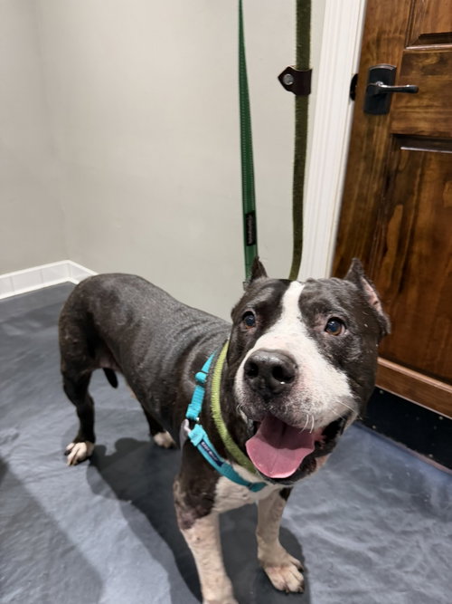 Sampson, a dog for adoption from Animal Rescue Fund of MS