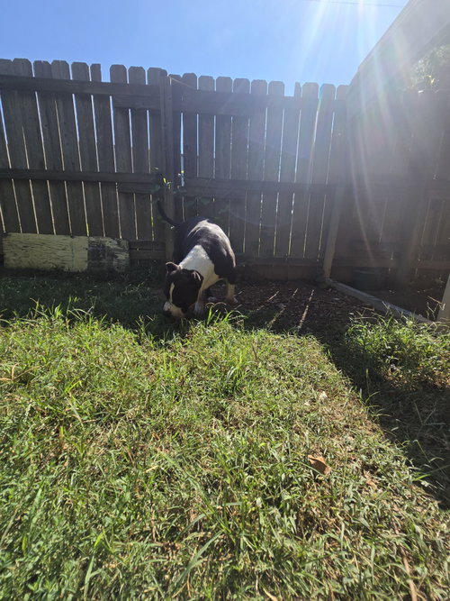 Photo 6 of Sampson