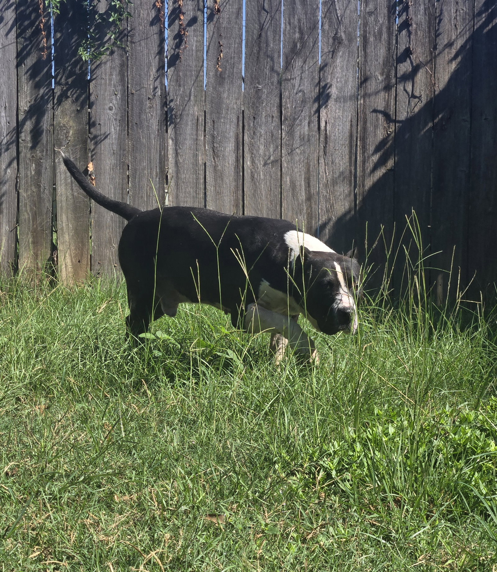 Sampson, photo 7
