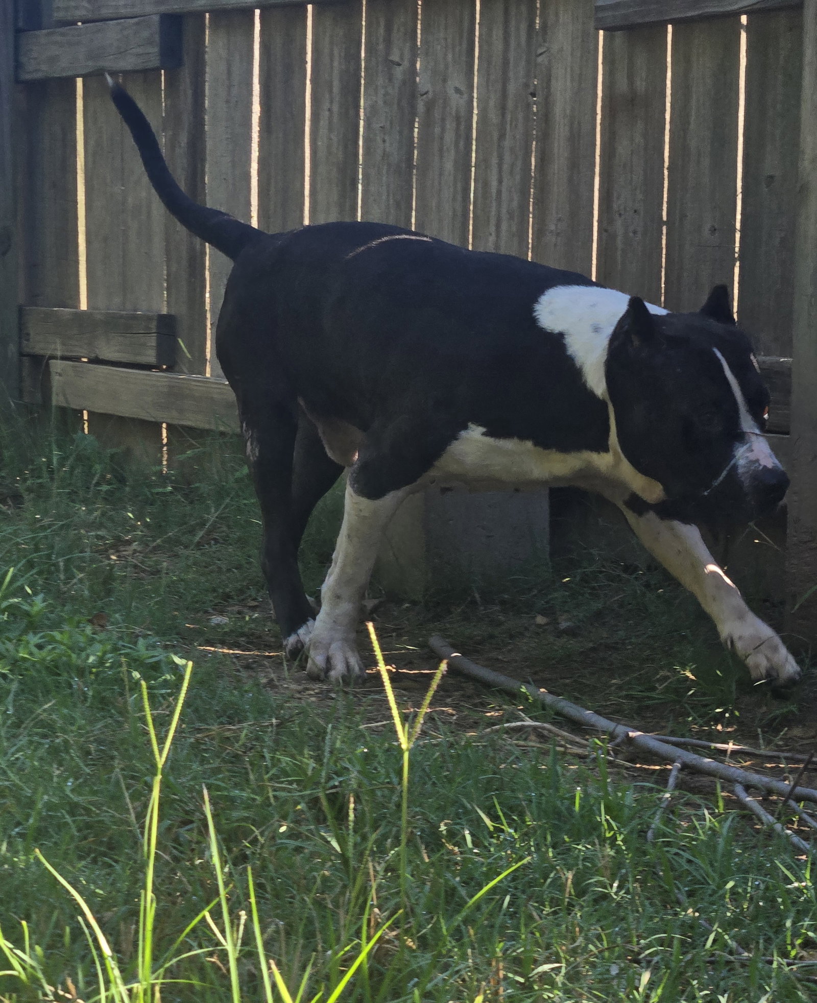 Sampson, photo 8