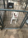adoptable Dog in  named Jitterbug