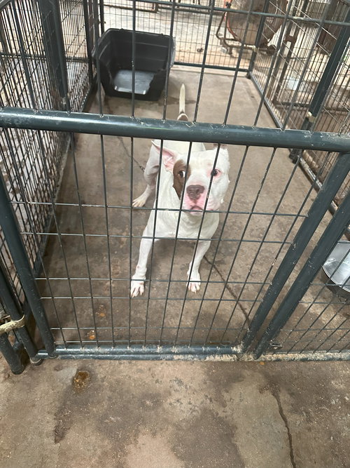 JITTERBUG - American Staffordshire Terrier available for adoption