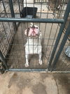 Jitterbug - Photo 3