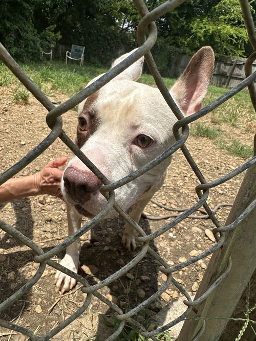 JITTERBUG - American Staffordshire Terrier available for adoption