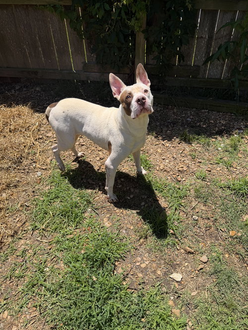 Jitterbug, an adoptable American Staffordshire Terrier in Jackson, MS