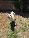 Jitterbug - Photo 2