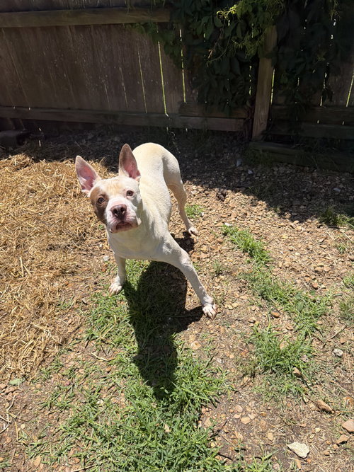 JITTERBUG - American Staffordshire Terrier available for adoption