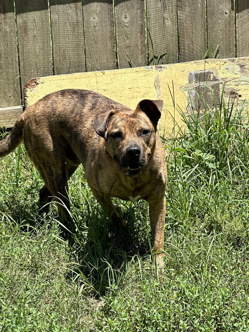 HULK - American Staffordshire Terrier available for adoption