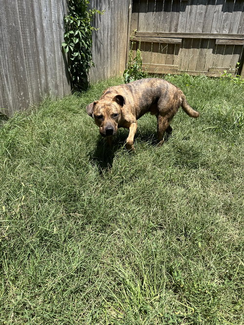 HULK - American Staffordshire Terrier available for adoption