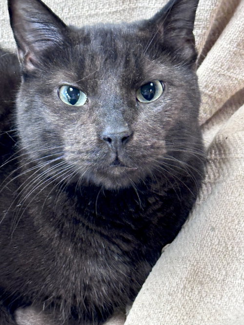 CHEVY - Domestic Short Hair available for adoption