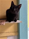 adoptable Cat in jackson, MS named Chevy