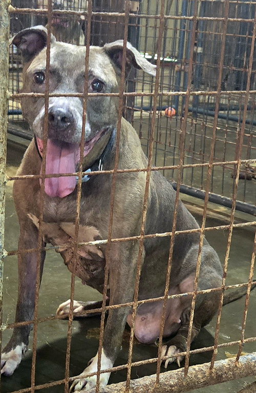 PRISCILLA - American Staffordshire Terrier available for adoption