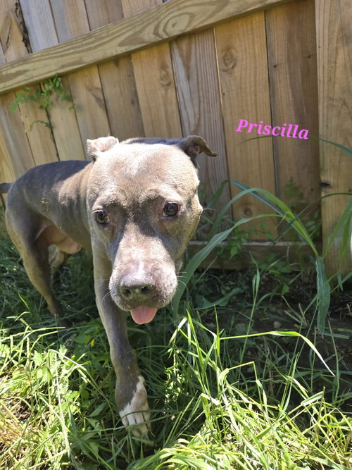 Priscilla, an adoptable American Staffordshire Terrier in Jackson, MS