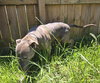 Priscilla - Photo 2
