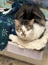 Althea - Photo 2